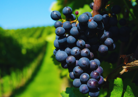 Xinomavro – Griechenlands Rotwein mit Rückgrat und Raffinesse