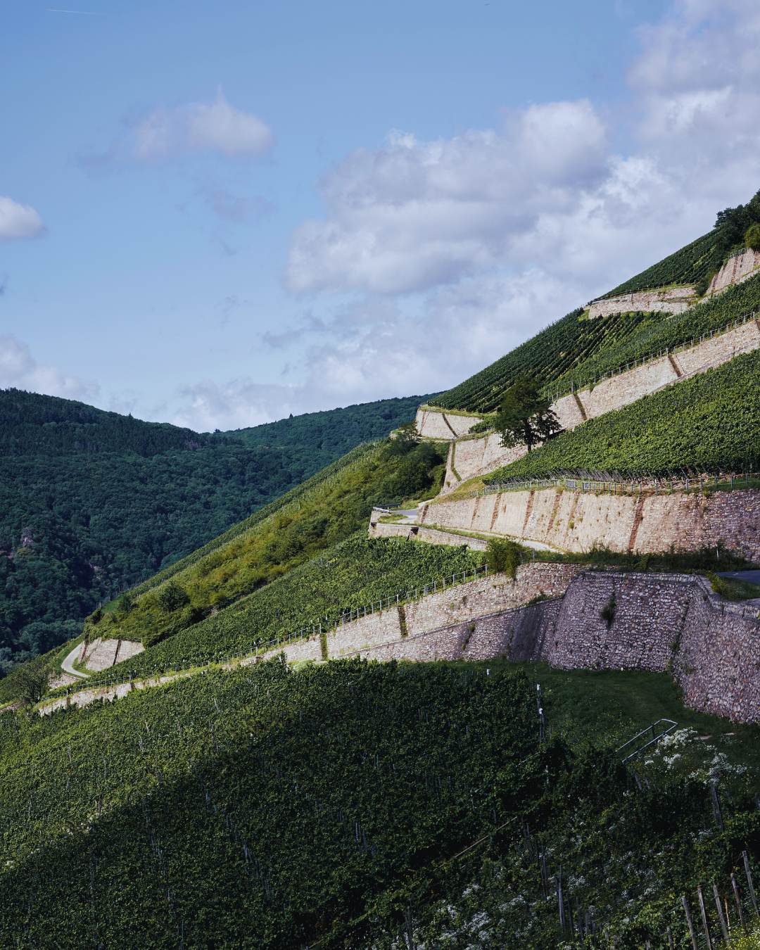 Weine aus Deutschland