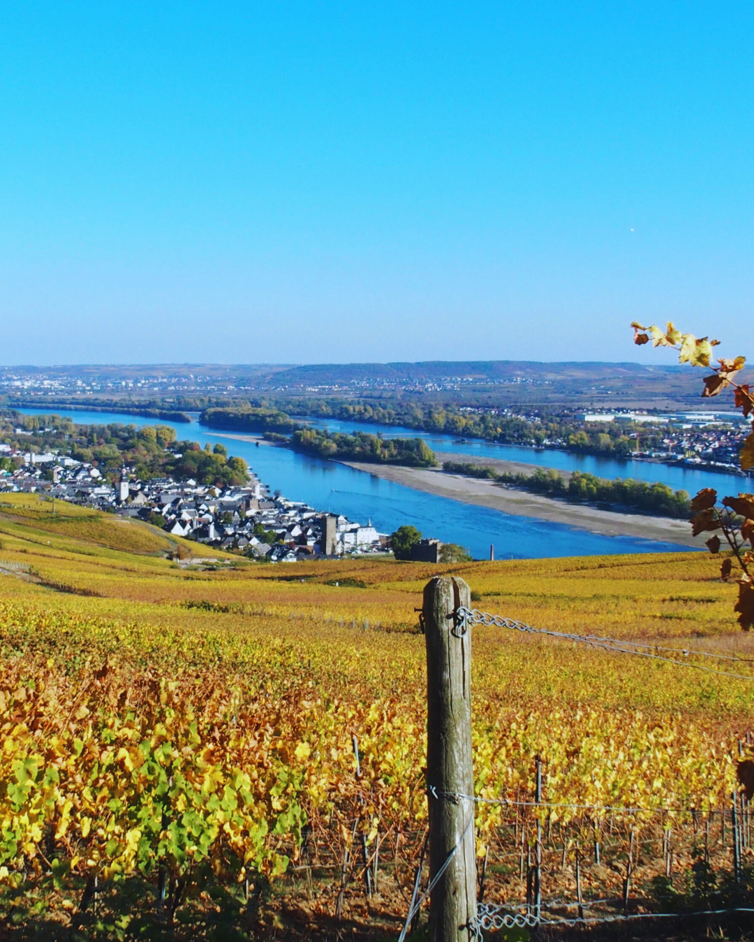 Weinberge mit Blick auf den Rhein an einem klaren Herbsttag im Rheingau.