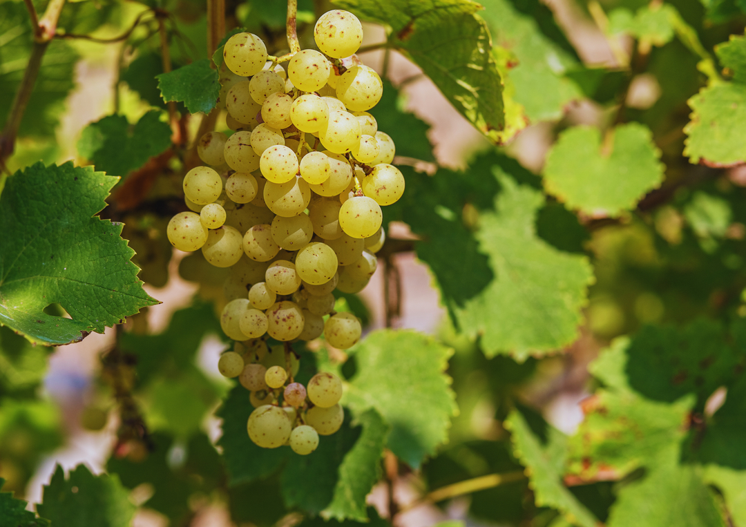 Reife weiße Weintrauben im Sonnenlicht an einem grünen Weinstock.