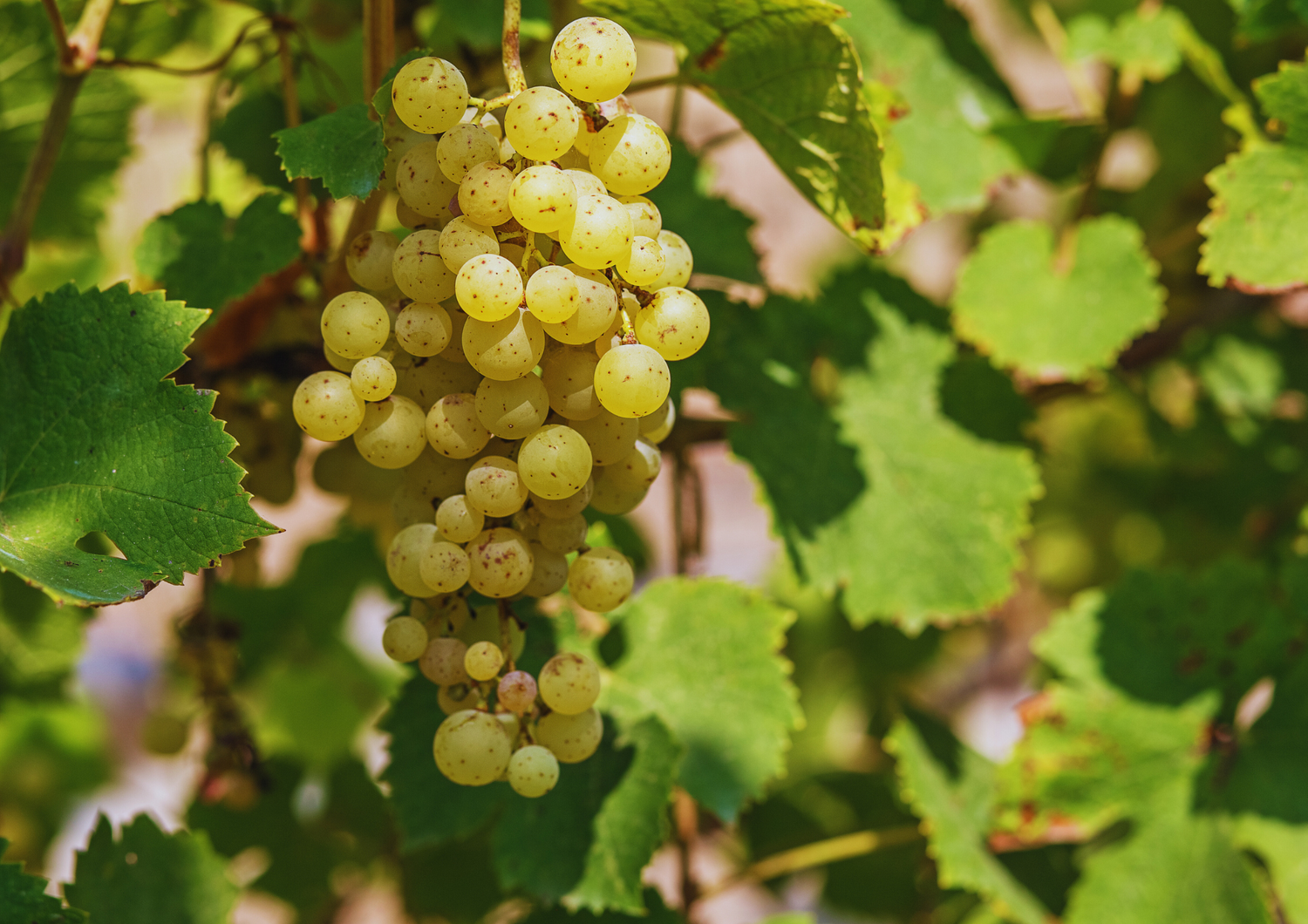 Reife weiße Weintrauben im Sonnenlicht an einem grünen Weinstock.