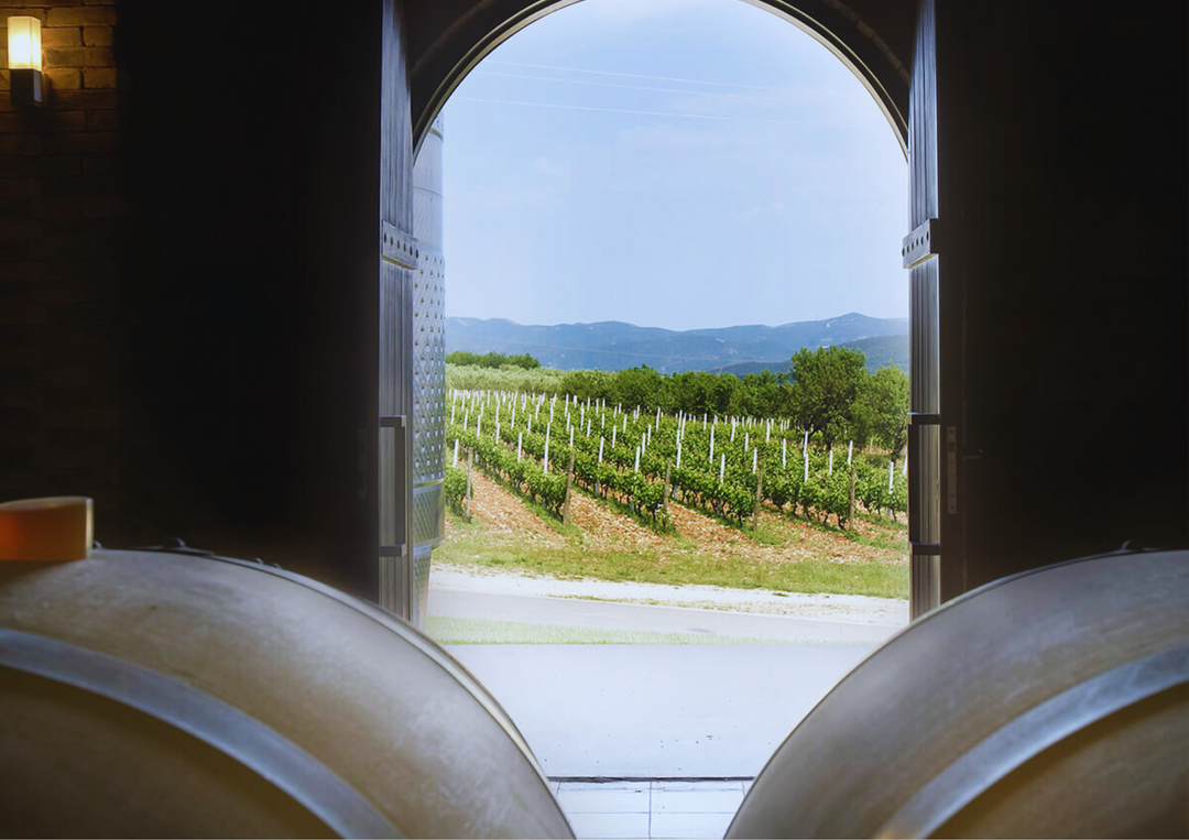 Blick aus dem Weinkeller auf grüne Weinreben und Berge bei klarem Himmel.