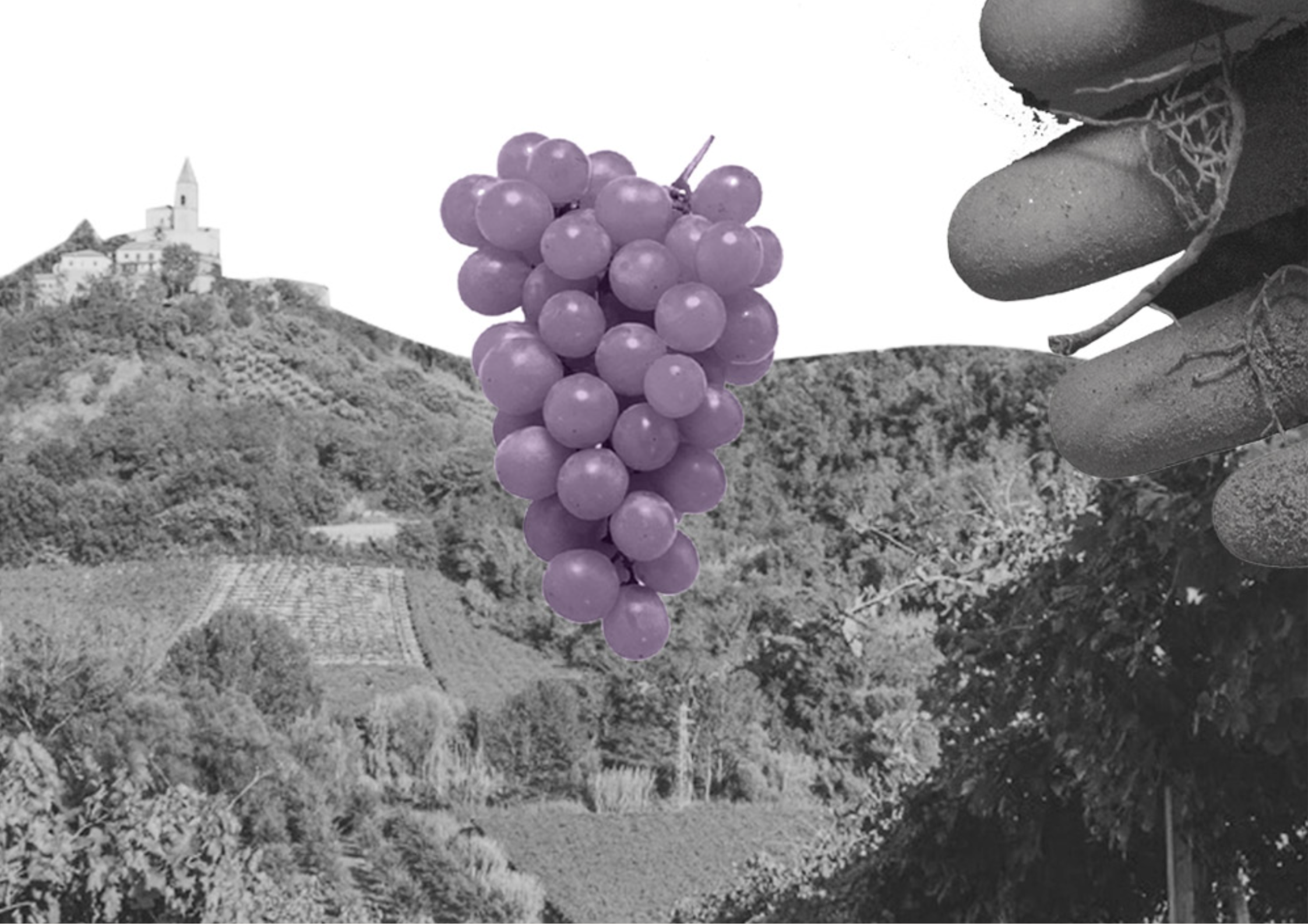 Lila Traube vor Weinberg und Burg auf einem Hügel in Schwarz-Weiß.