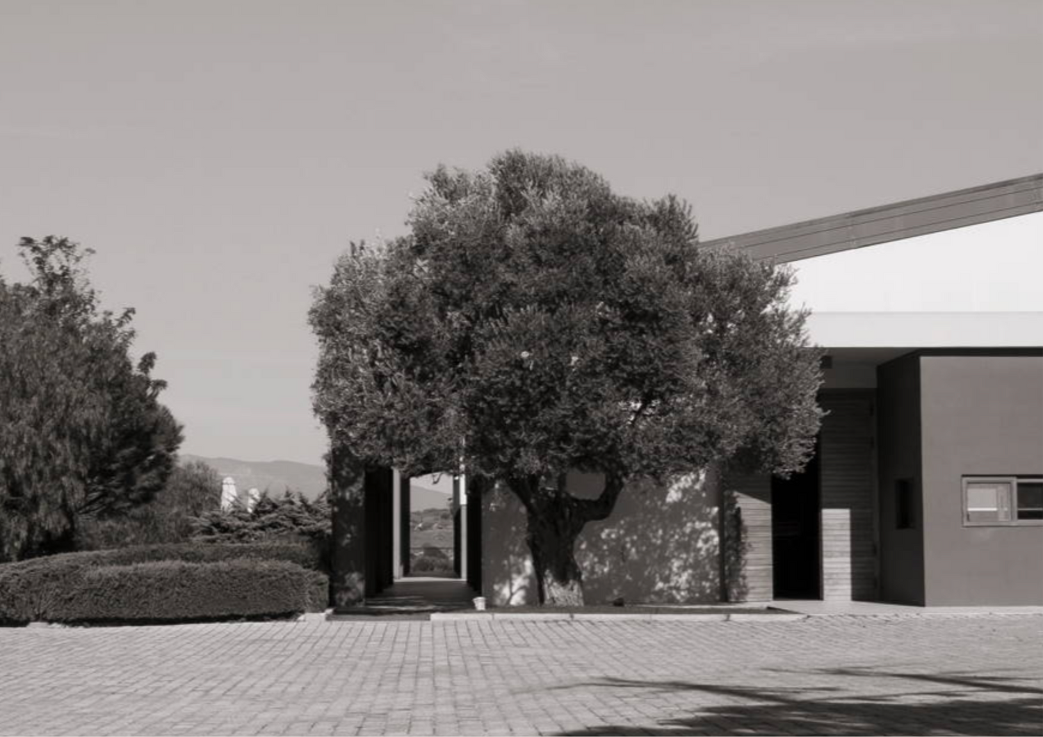Moderner Bau mit integriertem Baum vor klarer Landschaft und gepflastertem Vorplatz.