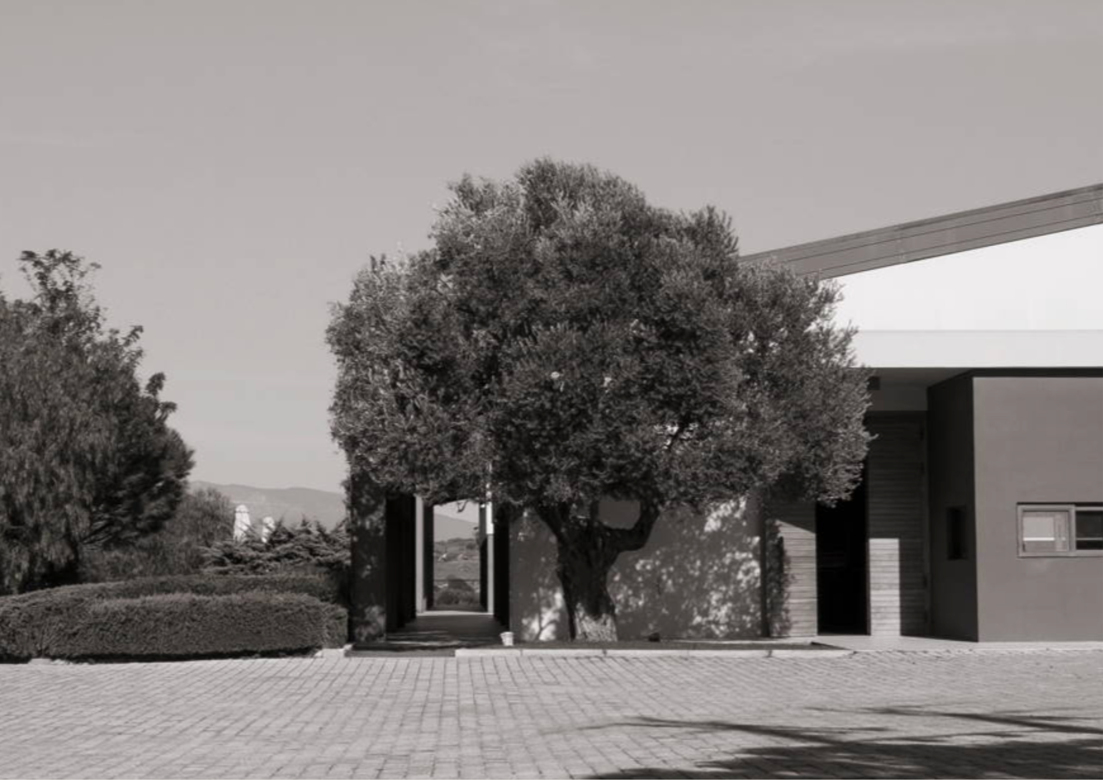 Moderner Bau mit integriertem Baum vor klarer Landschaft und gepflastertem Vorplatz.