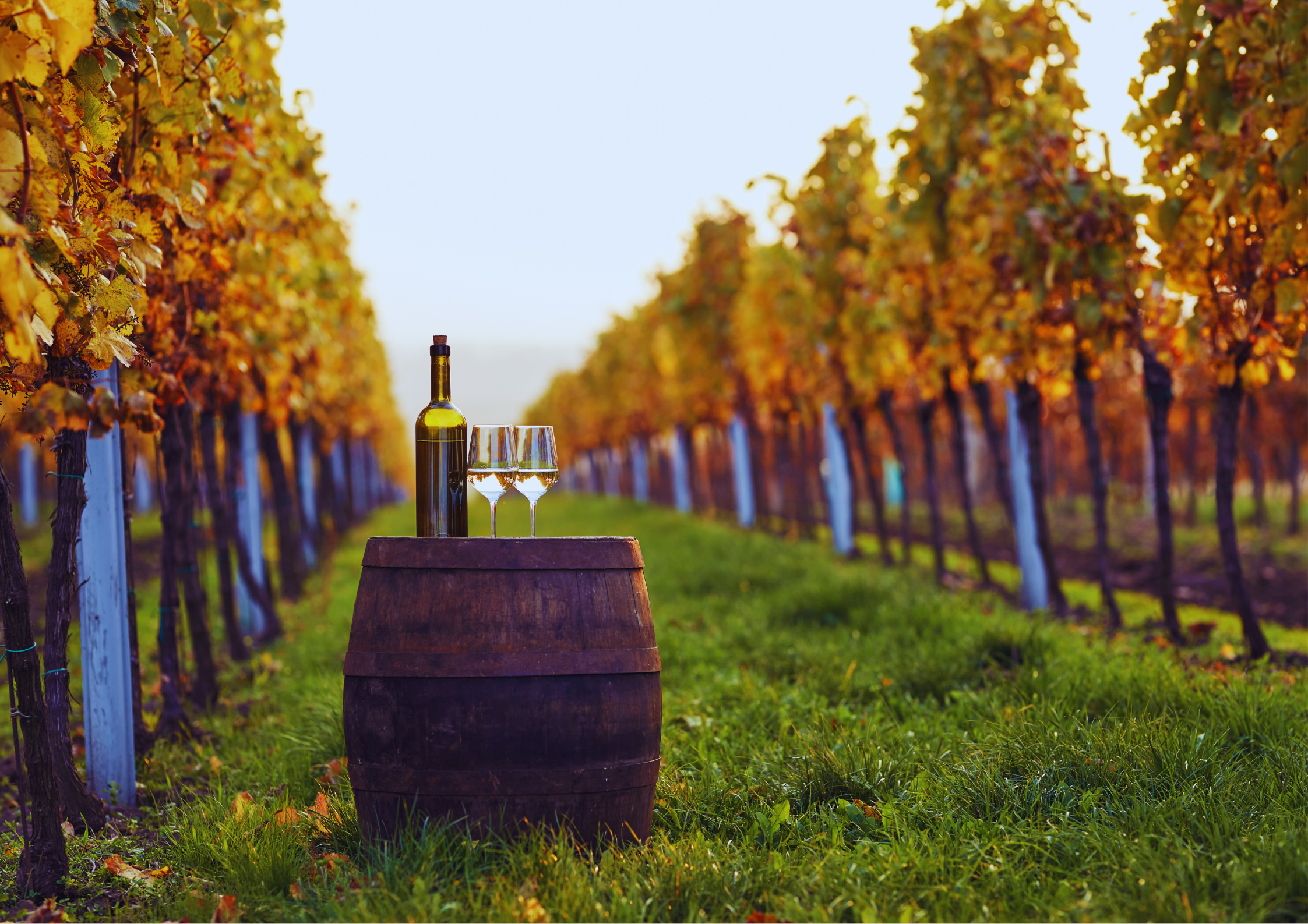 Weinflasche und Gläser auf Fass zwischen herbstlichen Weinreben