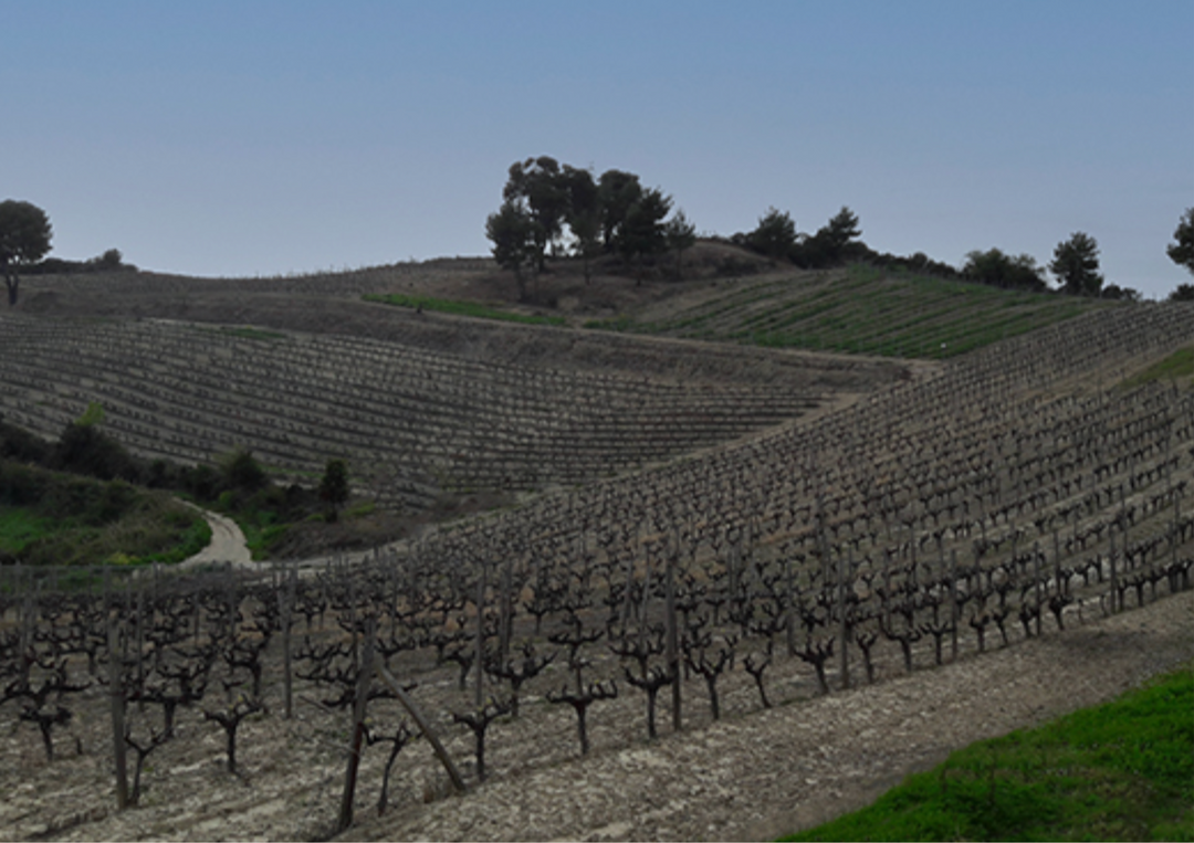 Weinberg im Winter mit kahlen Reben und sanften Hügeln unter klarem Himmel.