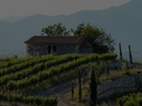Kleines Steingebäude über Reben, umgeben von Zypressen und Hügeln im weichen Abendlicht.