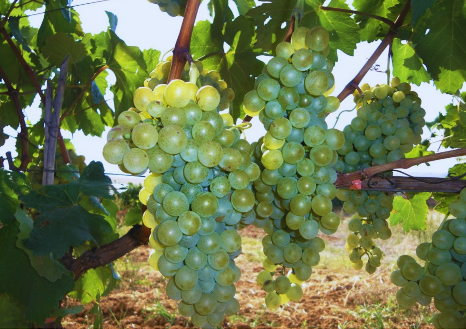 Reife grüne Weintrauben hängen an einem Weinstock in der Sonne.