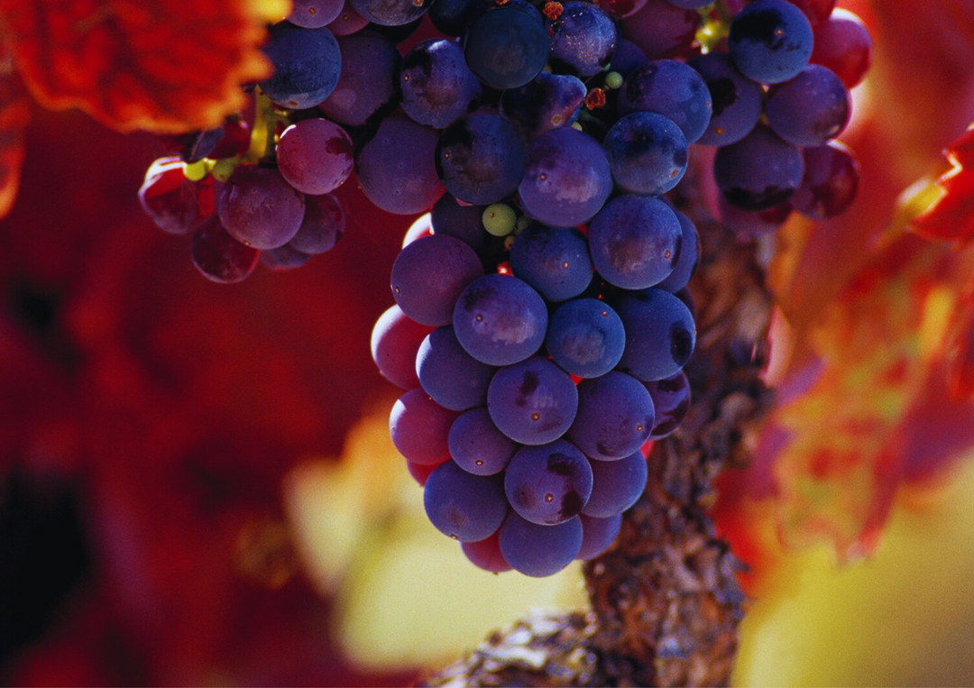 Reife, violette Weintrauben hängen an einem Weinstock vor herbstlich roten Blättern.