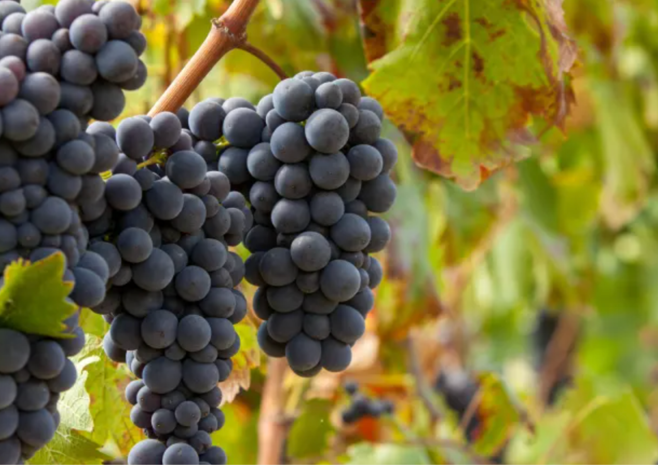 Reife, dunkle Weintrauben hängen an einer Rebe im Sonnenlicht des Weinbergs.