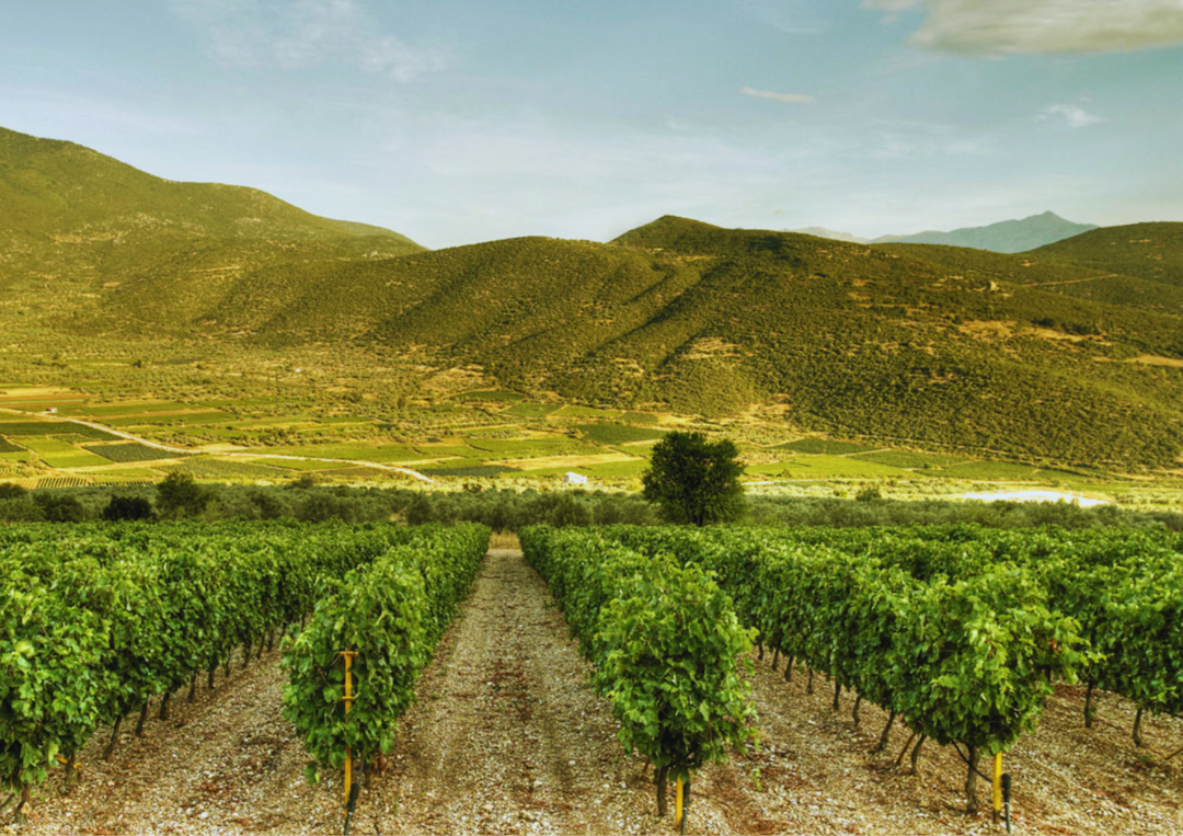 Weinreben vor sanften Hügeln im warmen Licht eines Sommertages in Südgriechenland.