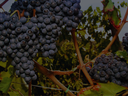 Schwere, dunkel gefärbte Trauben hängen an verzweigten Reben, umgeben von herbstlichen Blättern.