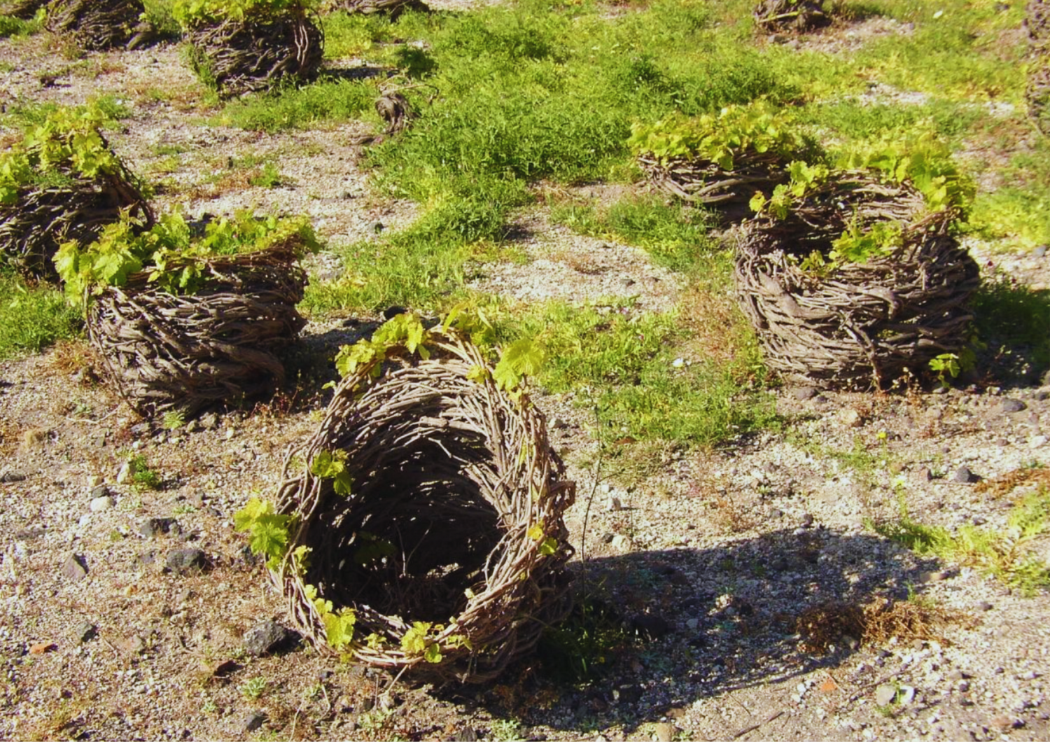 Weinreben in windgeschützten Körben auf karger Vulkanerde bei Sonnenschein.