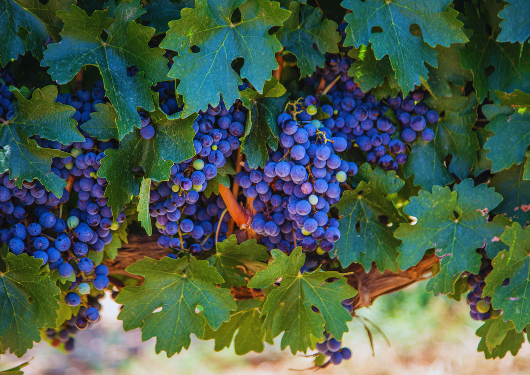 Reife violette Trauben hängen dicht an einem Weinstock zwischen grünen Blättern.